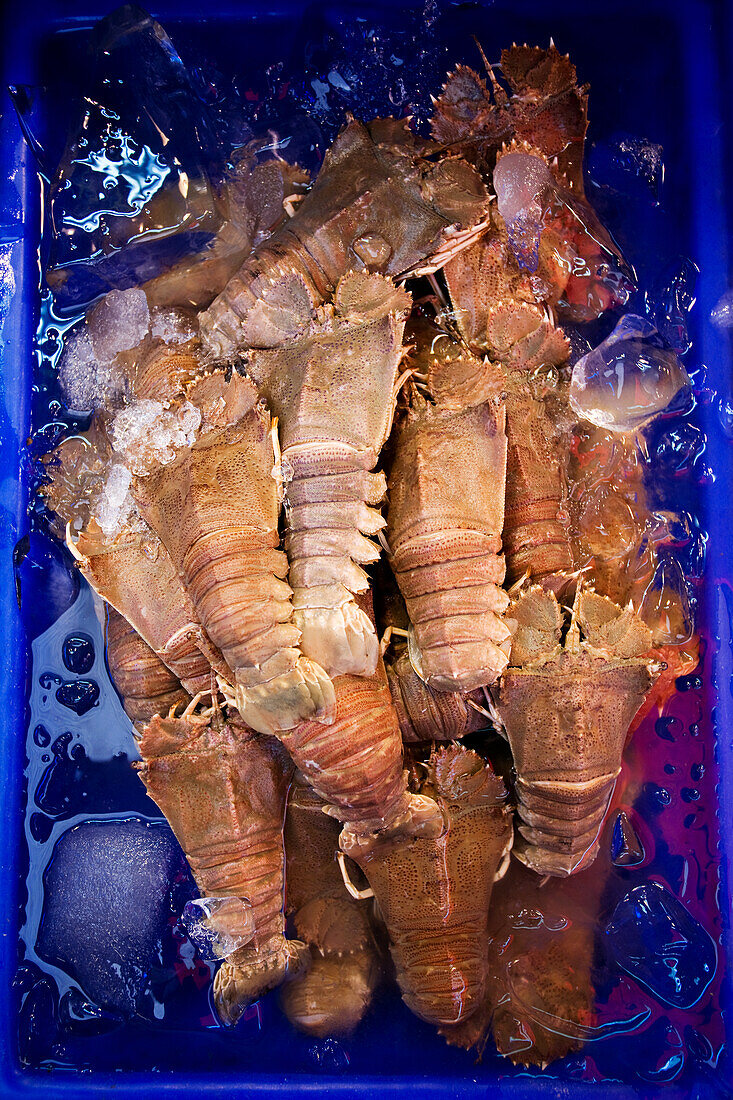 Squilla mantis crabs