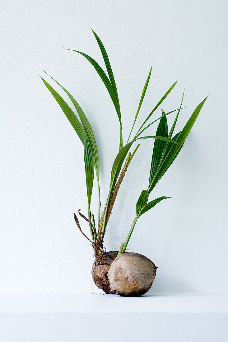 Whole coconut with leaves