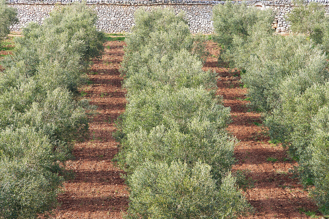 Olive grove, Province of Taranto in Puglia, Italy