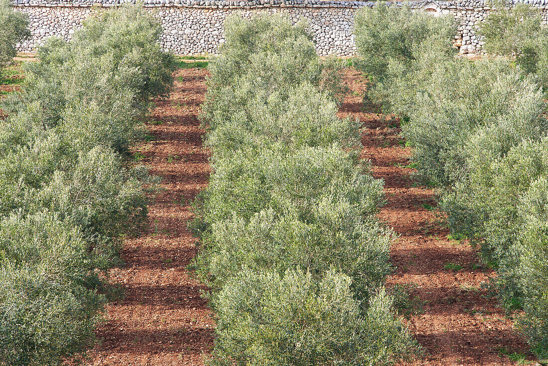 Olivenhain, Provinz Tarent in Apulien, Italien