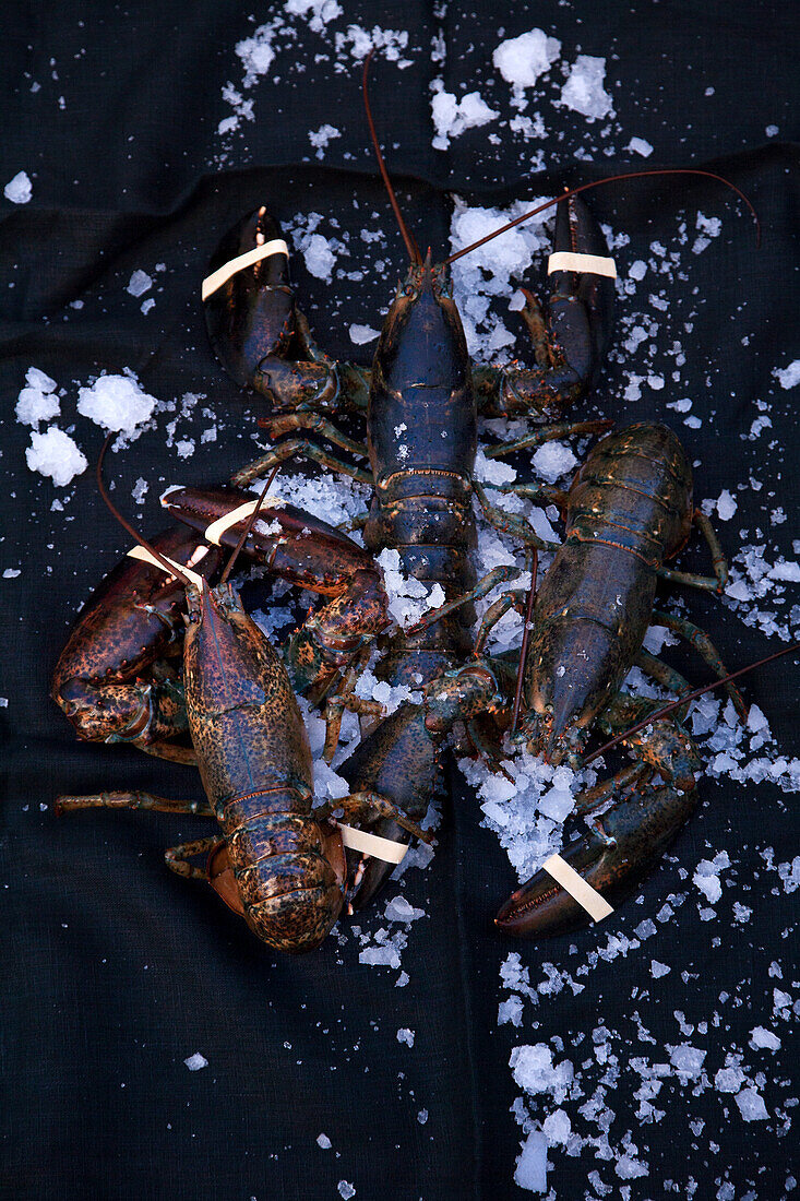 Fresh lobster on ice