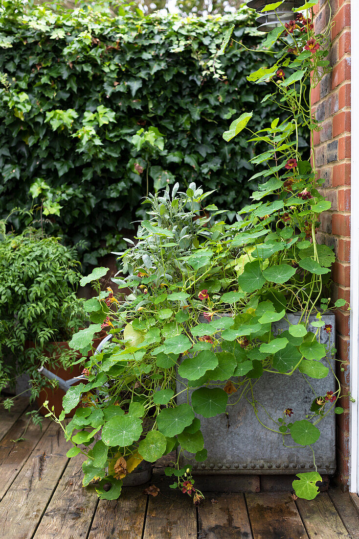 Nasturtiums planted in trough against wall of a house