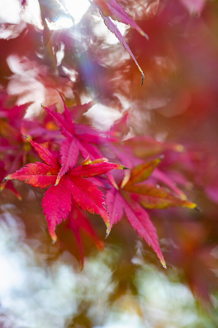 Japanese red maple tree leaves as a autumnal background