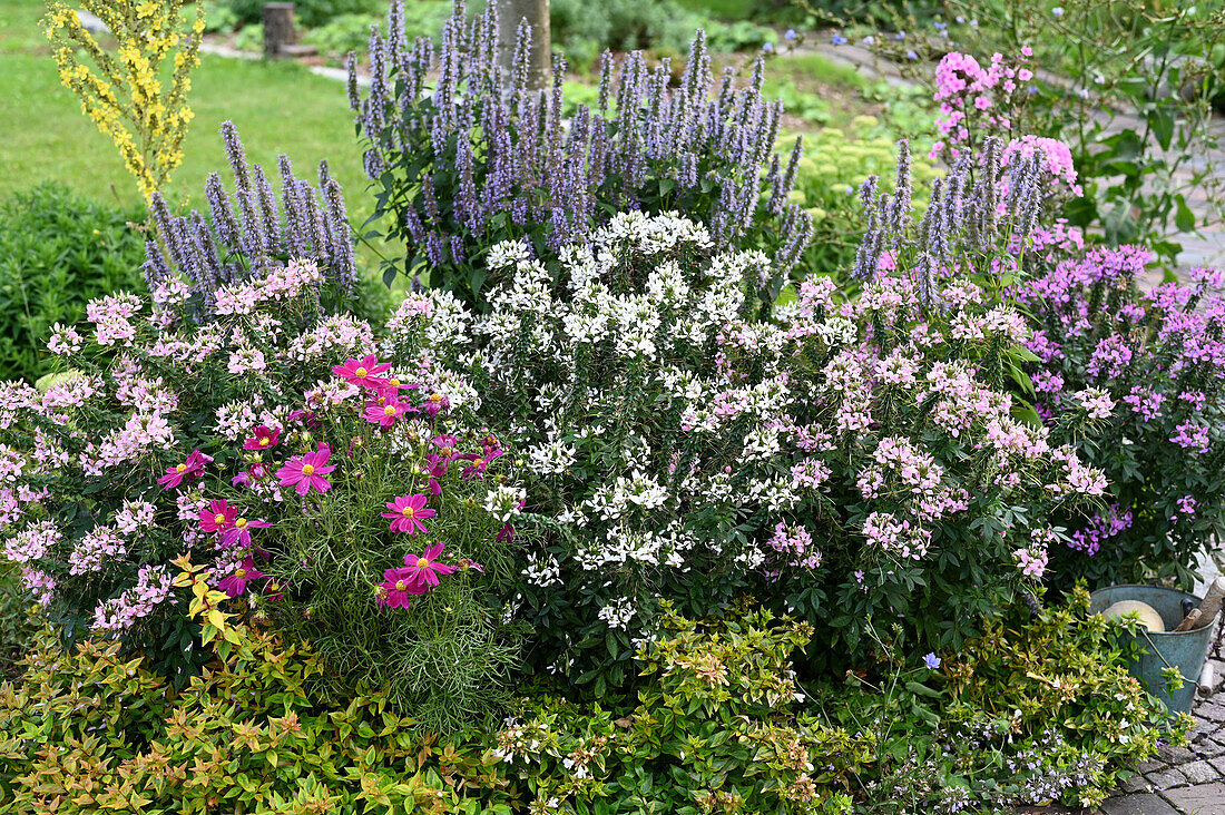 Summer bed with spider flowers 'Senorita Carolina' 'Senorita Blanca' 'Senorita Rosalita', scented nettle, decorative basket, mullein and phlox, Abelia as a border