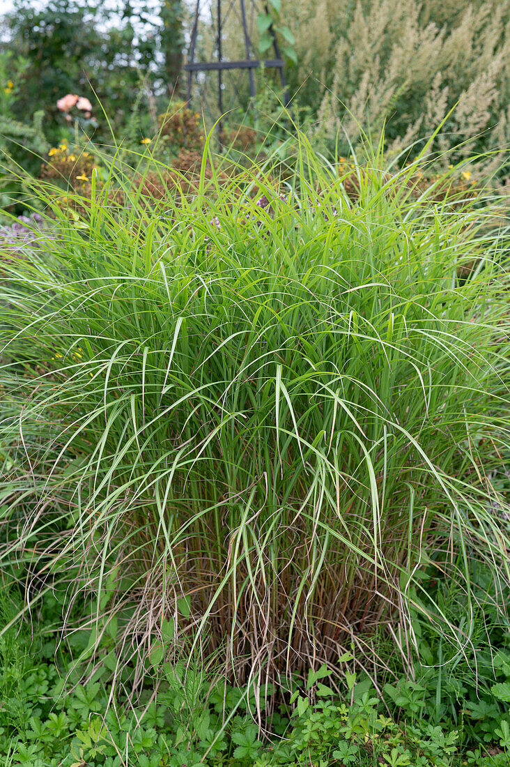 Dwarf Chinese silver grass