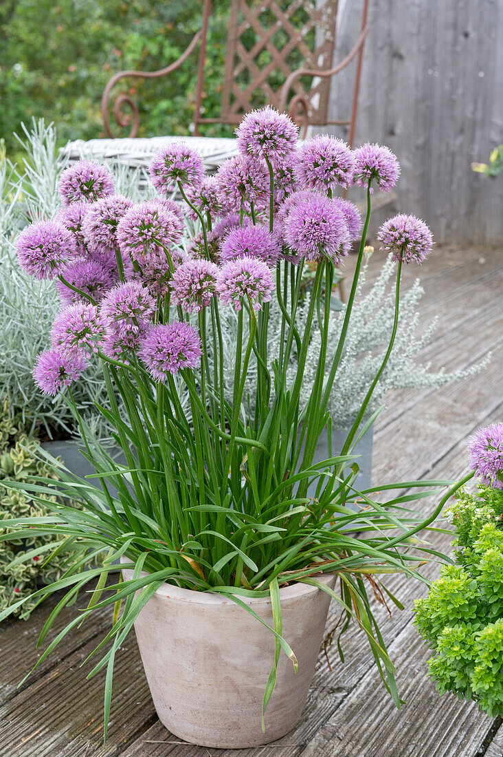 Blooming chives in a pot