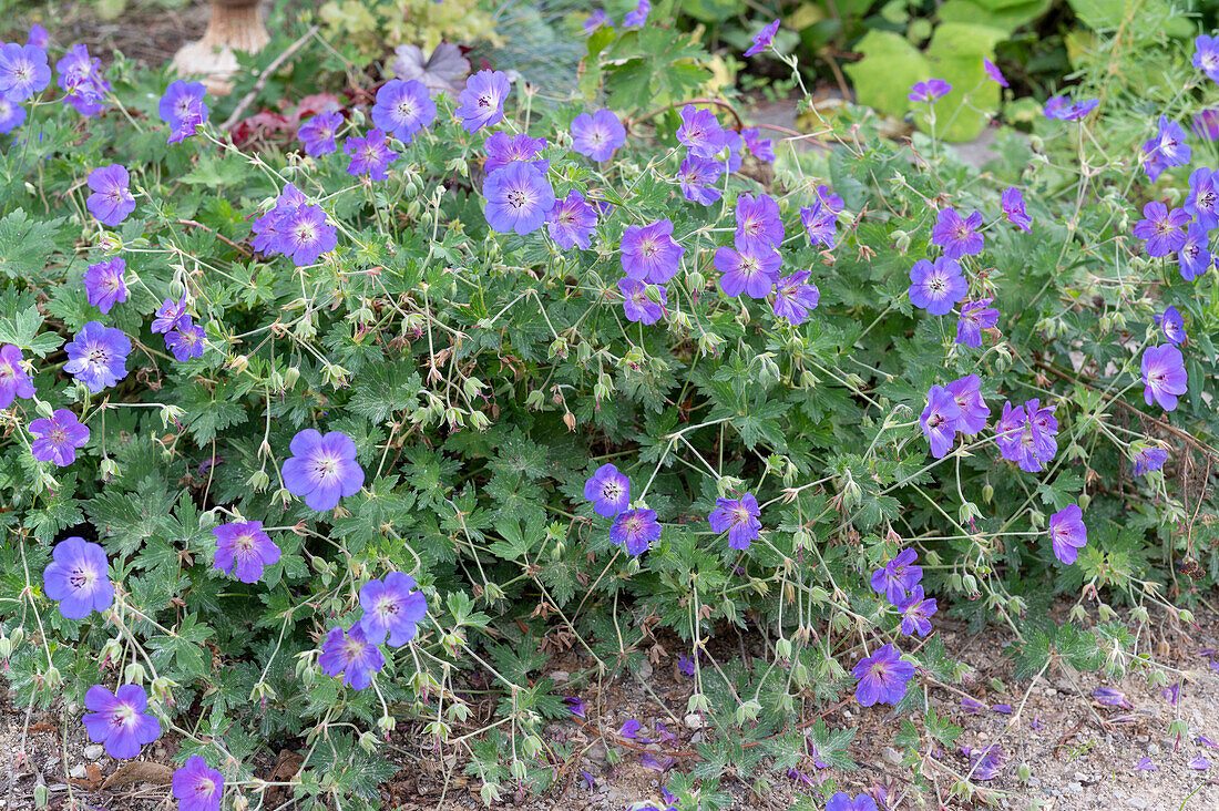 Cranesbill 'Rozanne'