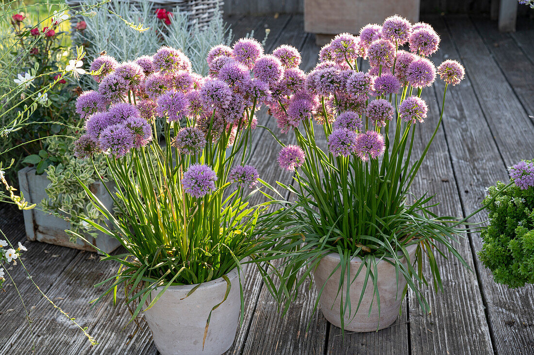 Blooming chives in pots