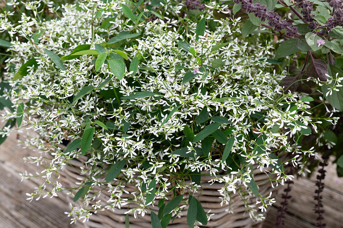 graceful spurge 'Diamond Frost' in the basket