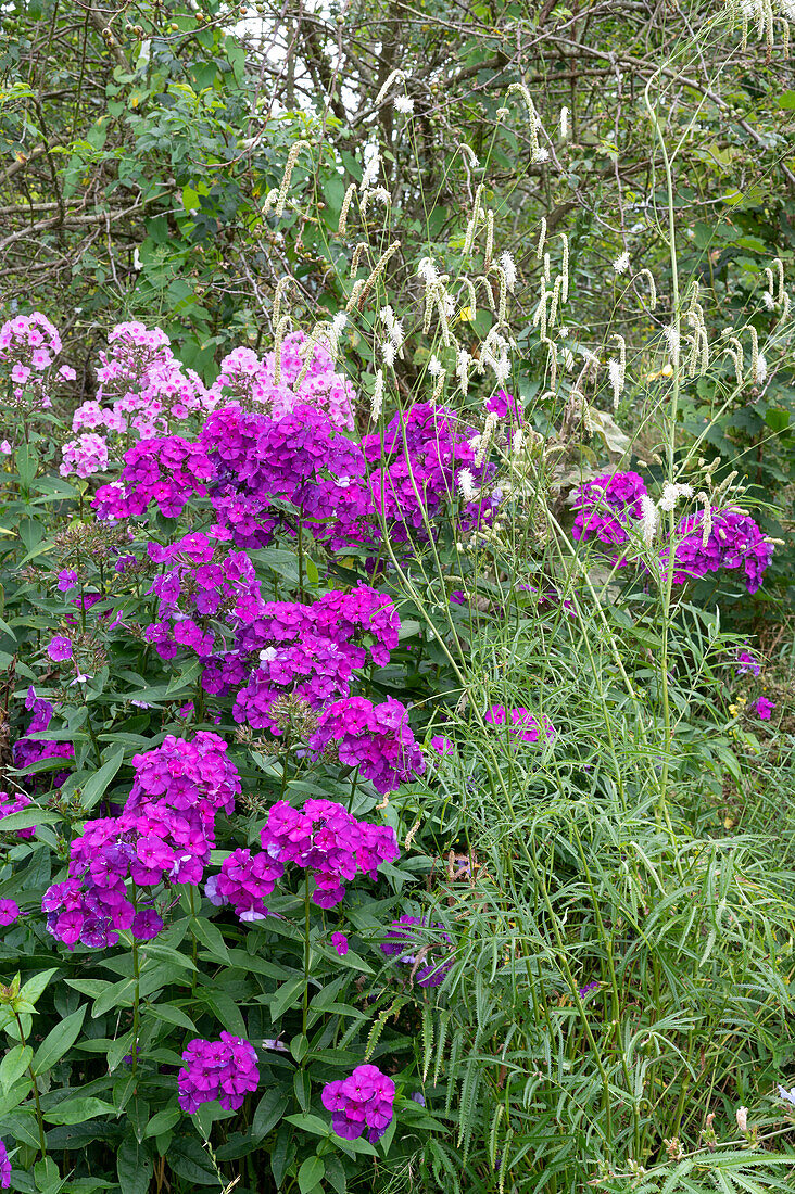 Perennial phlox 'Duesterlohe' and white Burnet, behind it 'Miss Pepper'