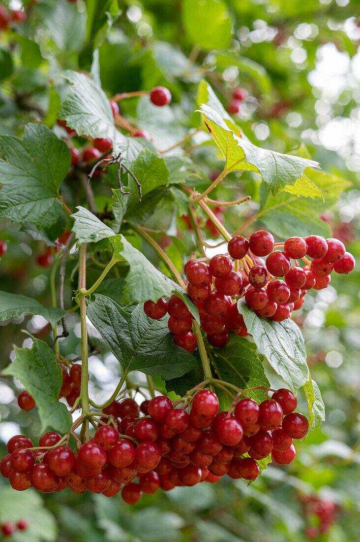 Berry umbels from the common snowball