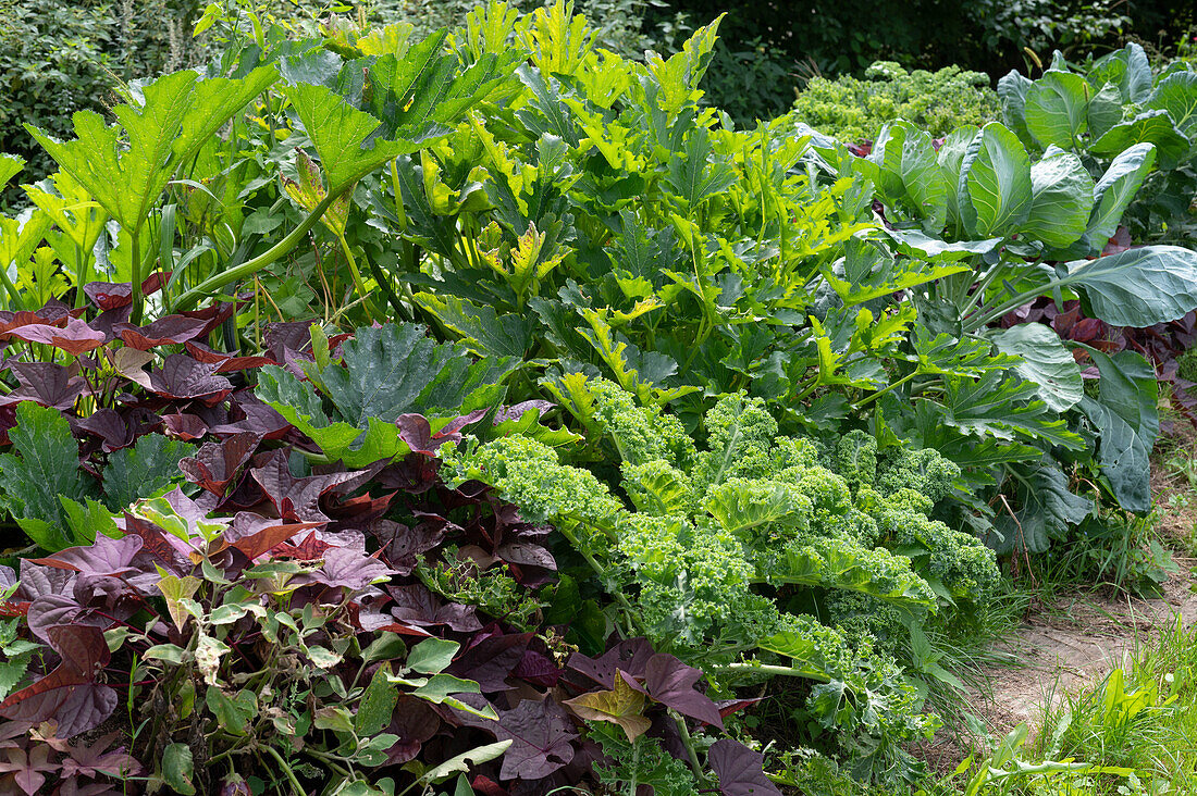 Vegetable patch with sweet potatoes, zucchini, kale, and cabbage