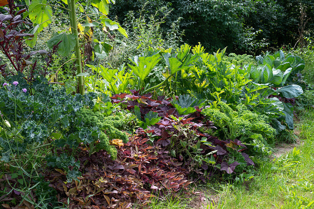 Vegetable patch with sweet potatoes, zucchini, kale and cabbage
