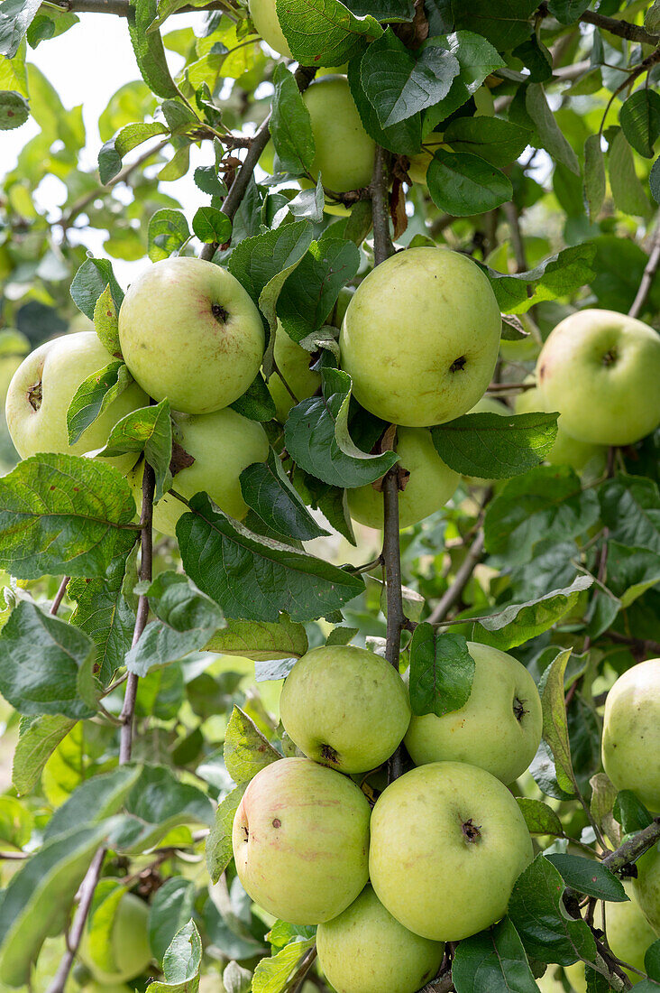 Autumn apple 'Schöner von Wiltshire' syn. 'White Wax Renette'