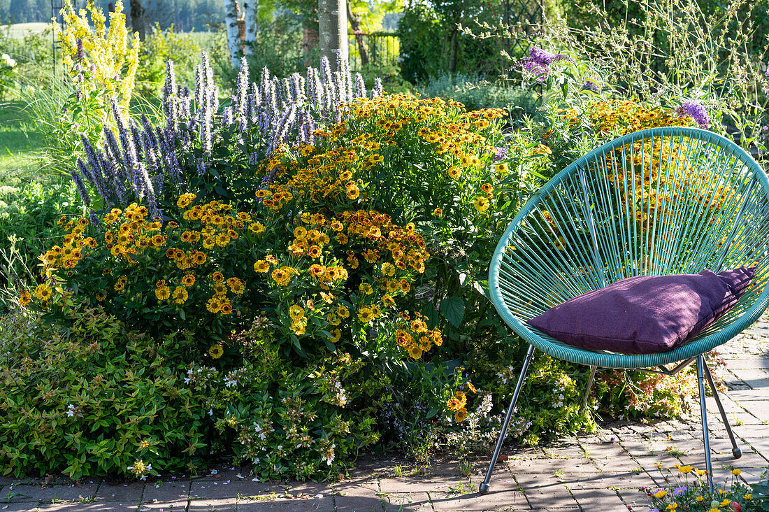 Acapulco chair on the Garden bed with Helenium 'Flammenrad', anise hyssop 'Blue Fortune', Olympic mullein, and Abelia 'Kaleidoscope' as a border
