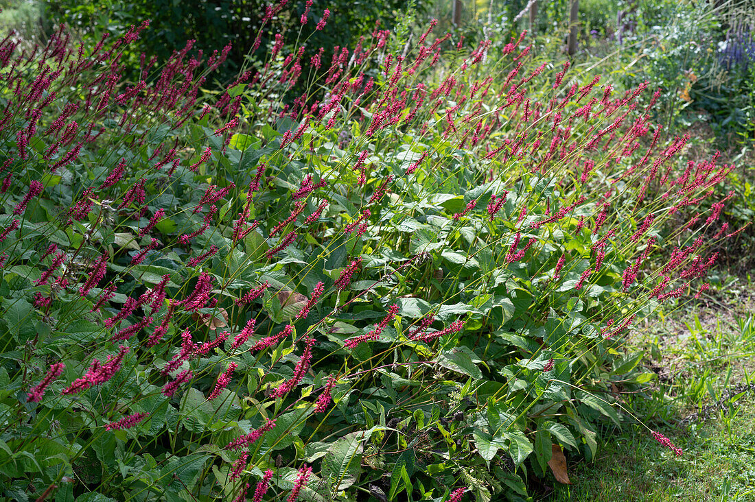 Candle knotweed 'Atropurpureum' in late summer