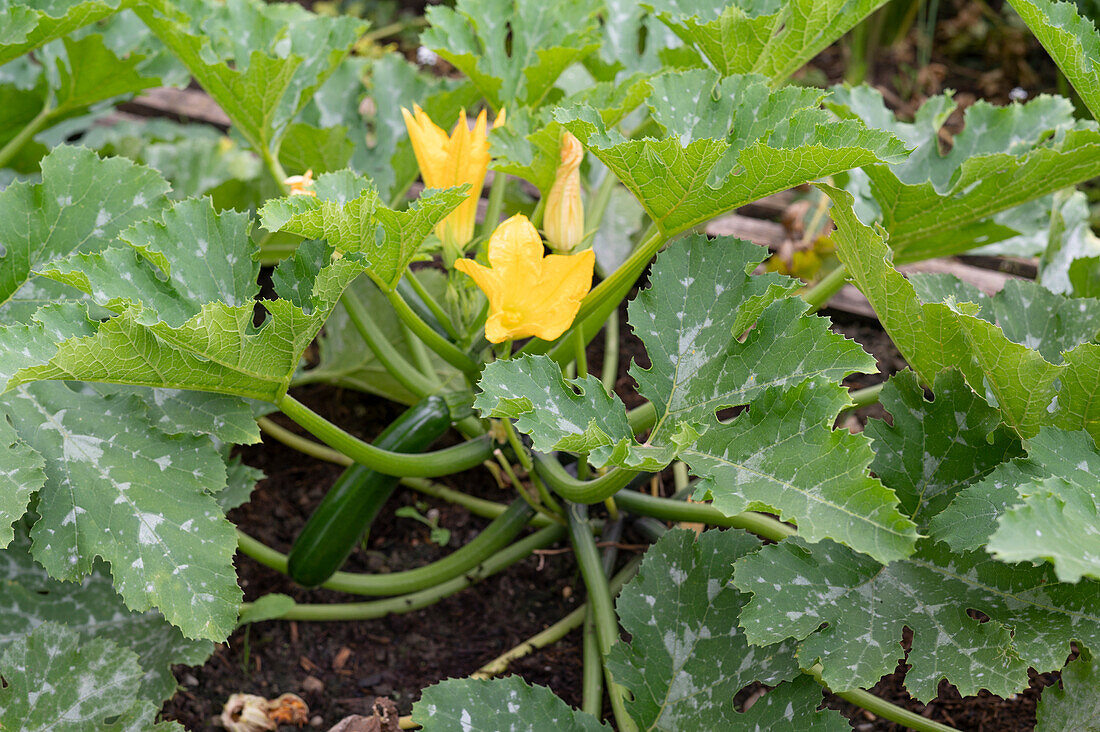 Flowering zucchini in the flower bed
