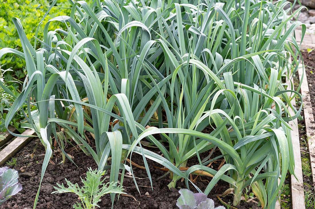 Vegetable patch with leeks