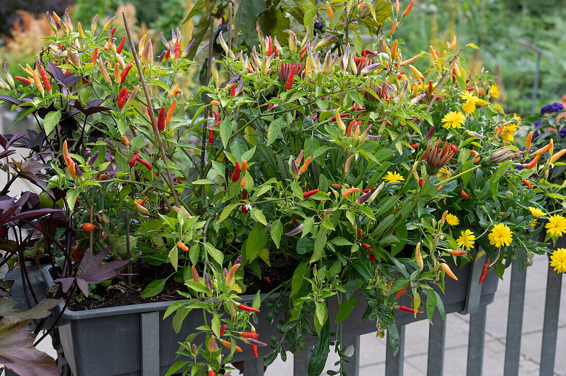 Balcony box with chili, African daisies and marigold