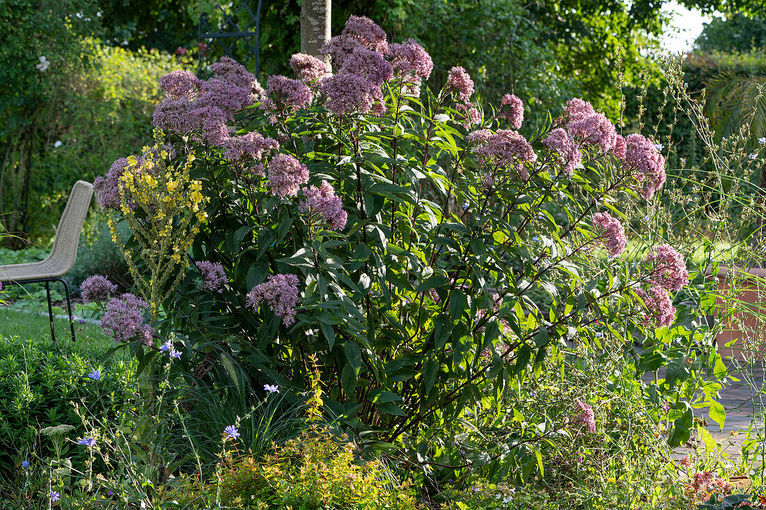 Flower bed and Olympic mullein in September