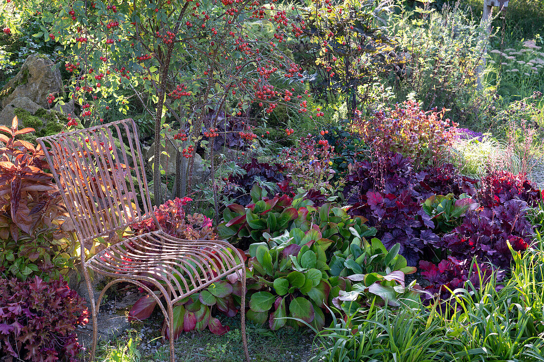 Seat in the perennial bed: rose with rose hips, bergenia, coral bells, Chinese plumbago and grass