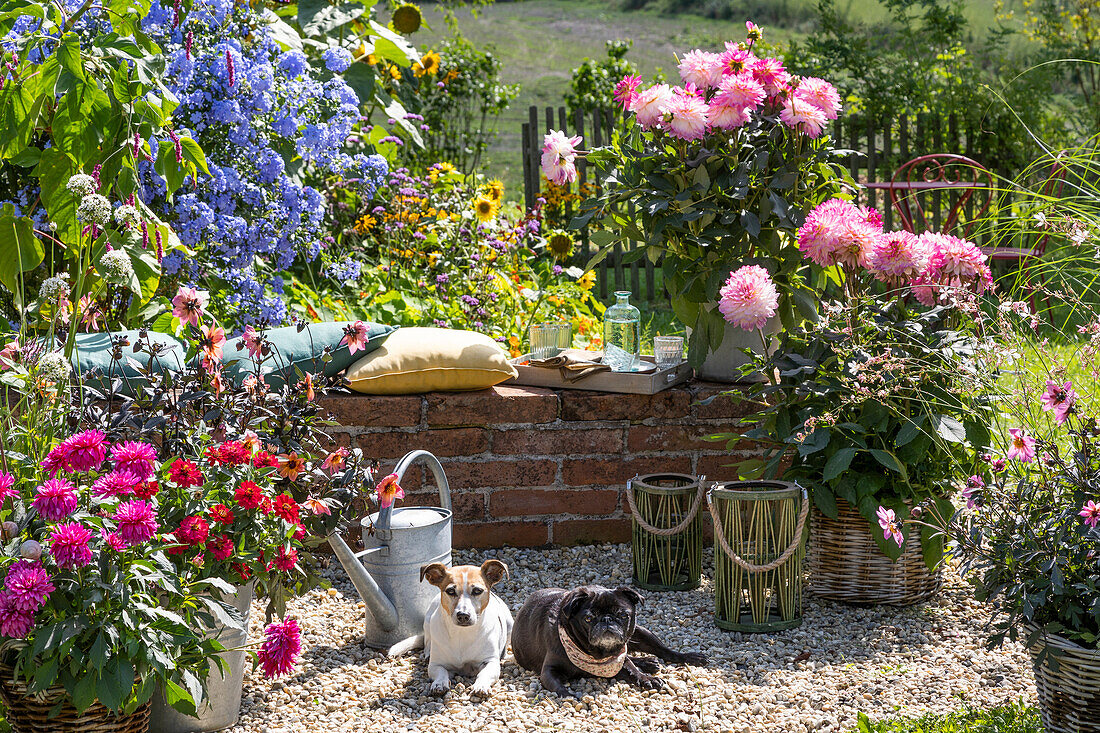 Small gravel terrace in the garden with wall for sitting, pots with dahlias 'Bluesette' 'Gallery Bellini' and 'Mystic Dreamer', cape leadwort, zinnia, oriental knotweed, dogs Zula and Paula