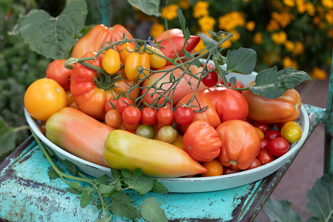 Varieties of Tomato in different colors and shapes