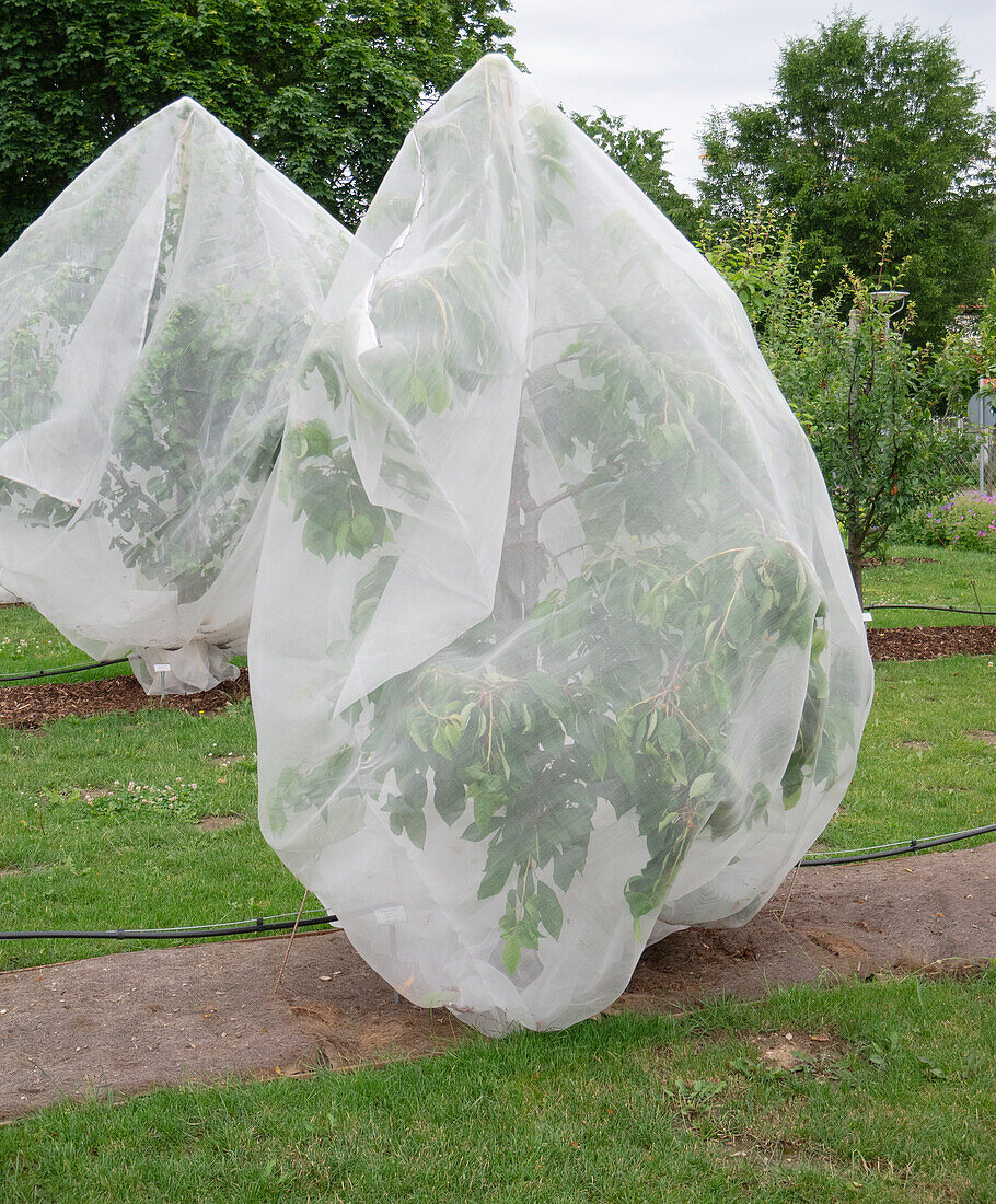 Pawpaw plant under protective fleece, to protect the plants from early frost