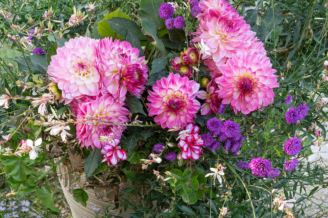 Flower combination of dahlia, hanging geranium, American aster and white gaura