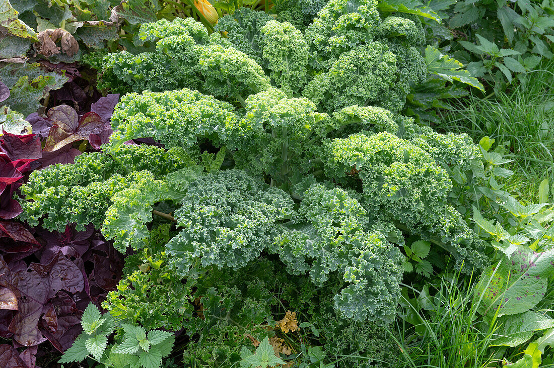 Kale 'Lark's Tongue' in the bed