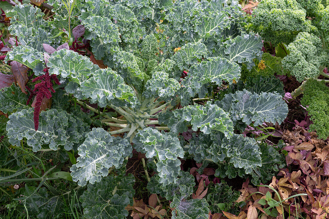 Kale in the garden bed