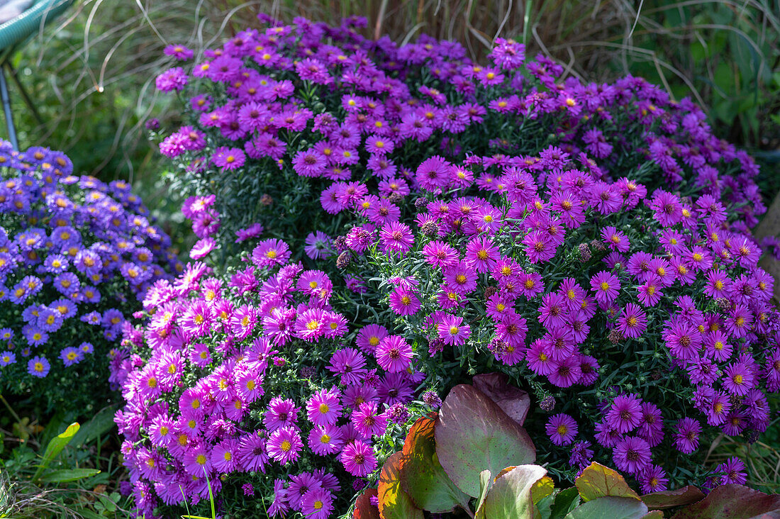 Autumn border with asters: Cushion aster 'Purpurit' 'Pink Topaz' 'Purple Diamond'.