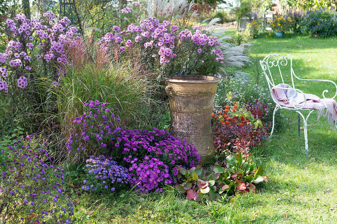 Autumn border with asters: American aster 'Purpurit' 'Pink Topaz' 'Purple Diamond', New England aster 'Barr's Pink', Chinese silver grass 'Little Silver Spider', Chinese lantern plant, Bergenia and Chinese plumbago