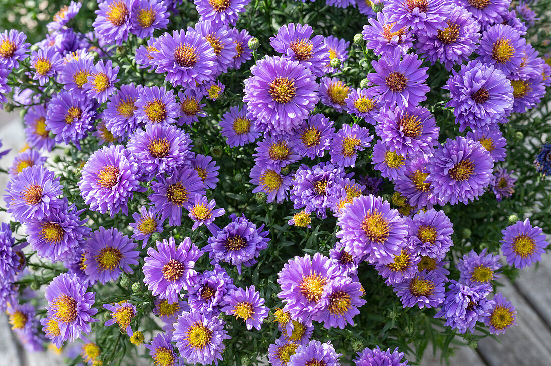 'Amethyst' Asters