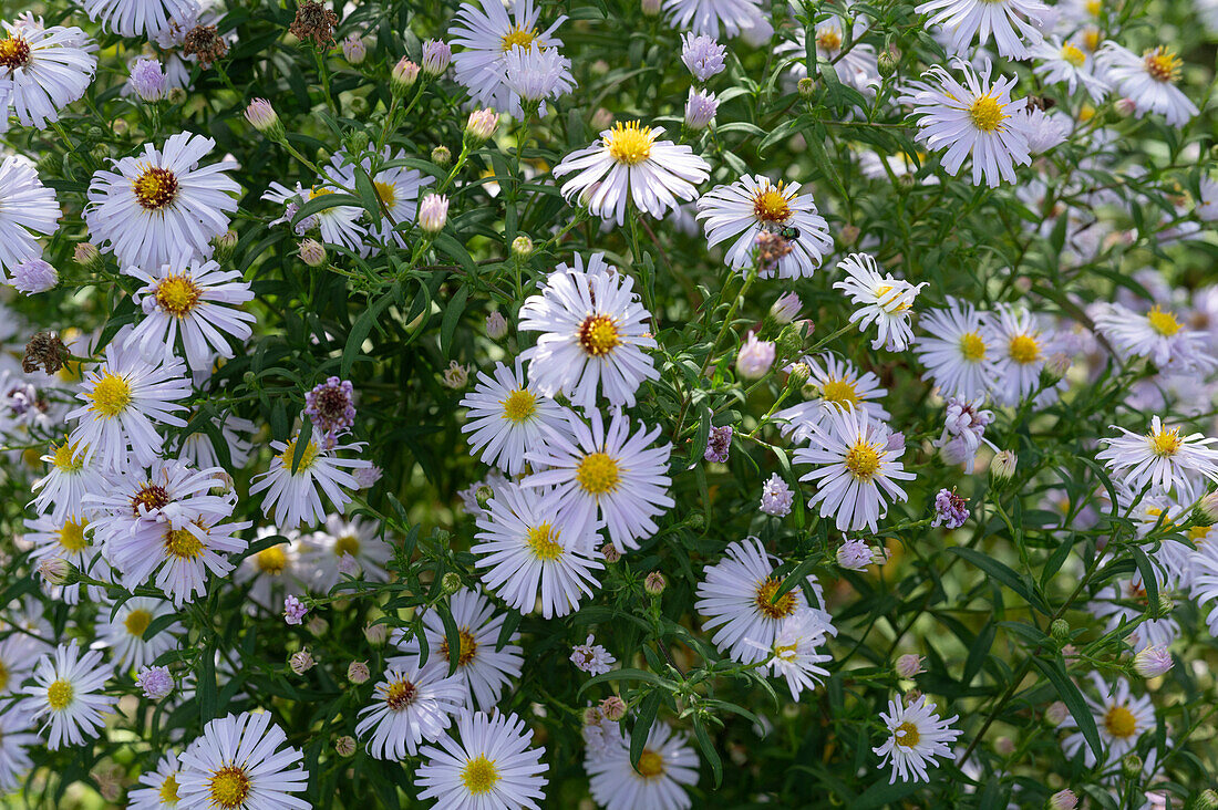 Large-flowered beauty aster 'Madiva