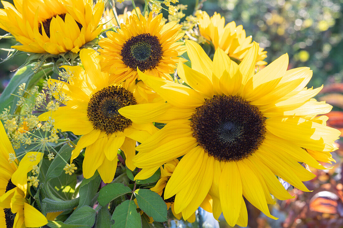 Sunflower bouquet close-up