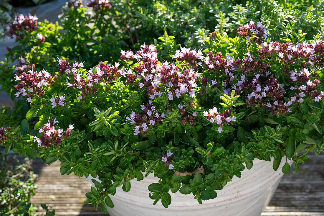 Flowering oregano 'Compactum'