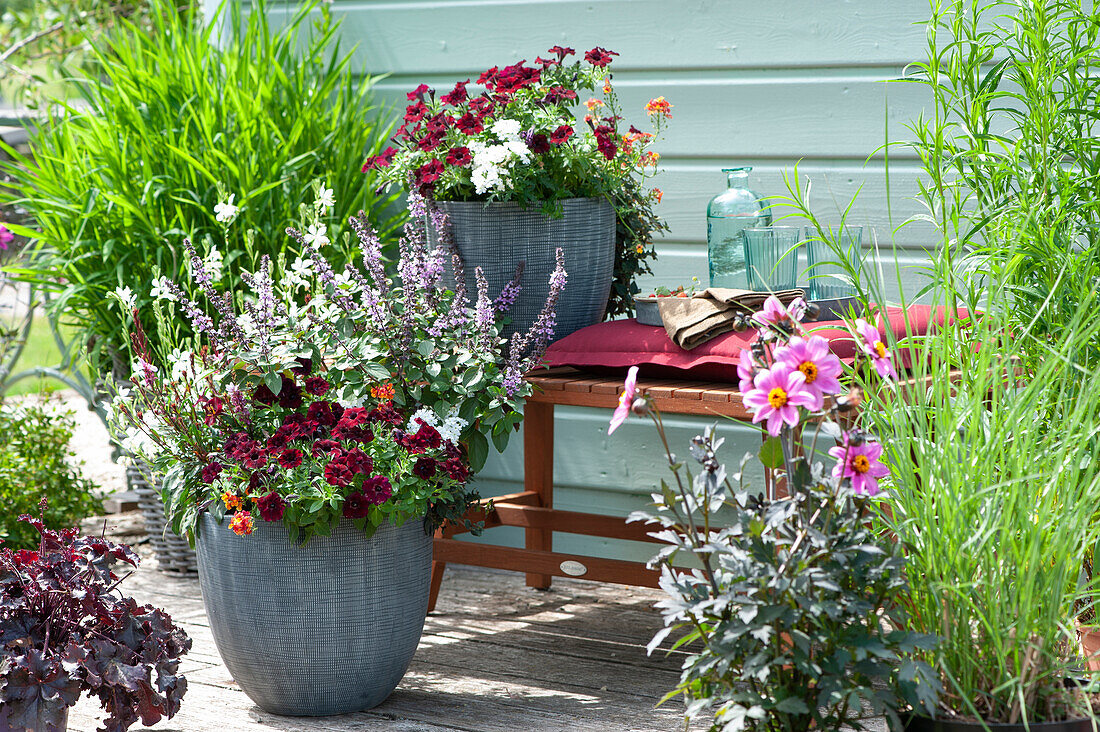 Summer terrace with Petunia Beautical 'Bordeaux', Basil 'Magic Blue', Snowbird, Verbena Vepita 'Polar', Clementine, Dahlia, coral bells and in the background Spodiopogon sibiricus.