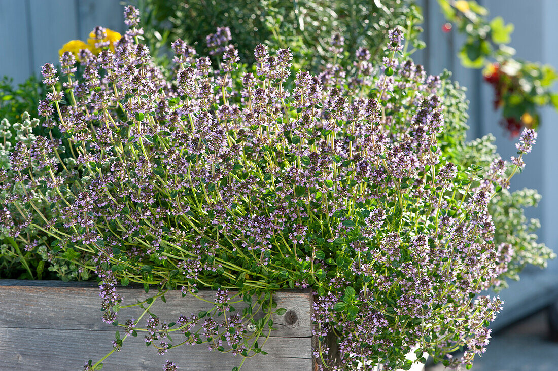 Thyme 'Tabor' in a wooden box