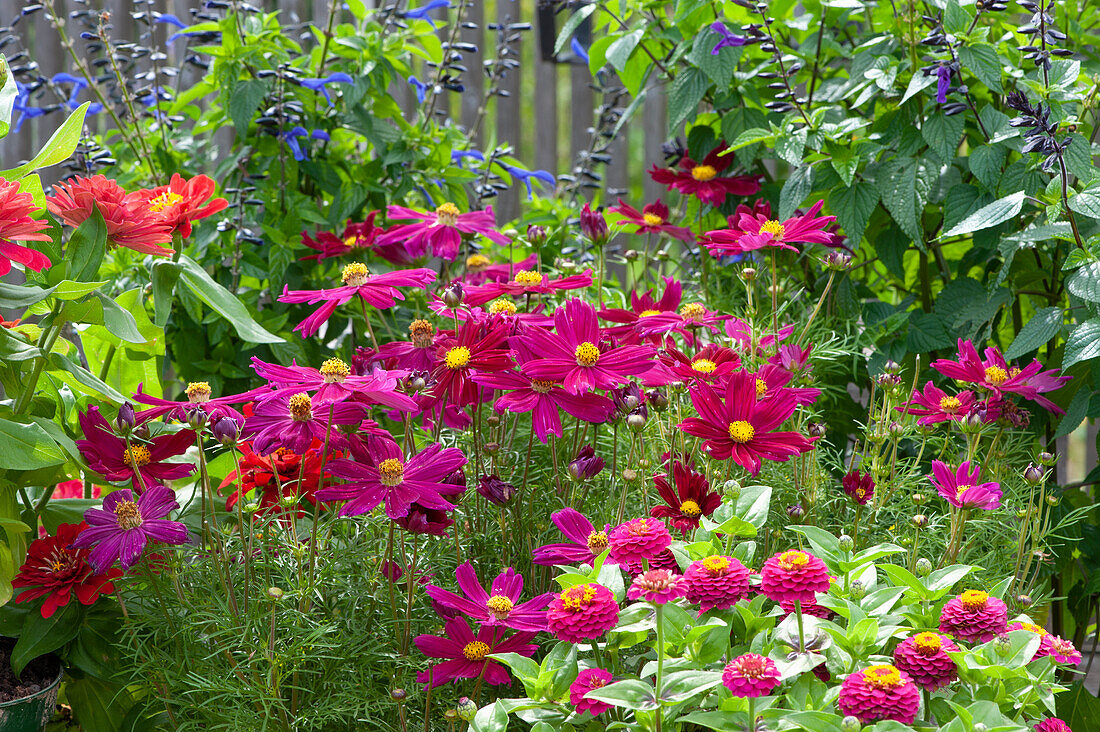 Cosmea (Salvia-Hybride Rockin) blüht im Garten