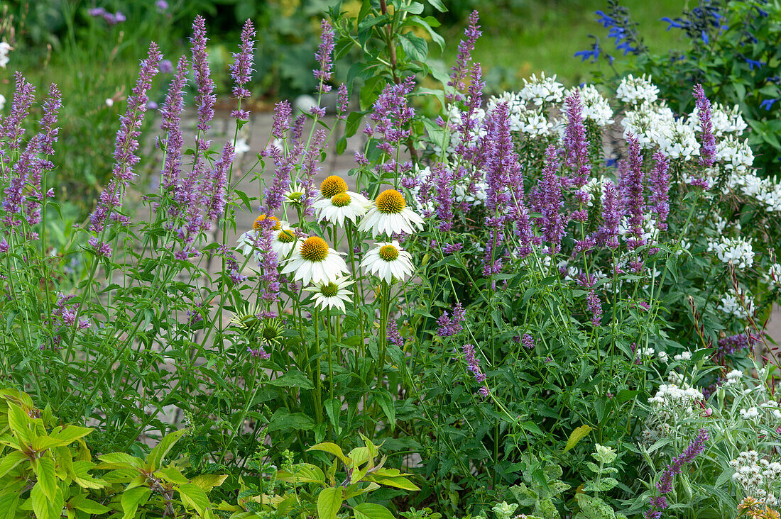 Insect-friendly perennial bed: Anise hyssop, Echinacea, and spider flower 'Senorita Blanca'