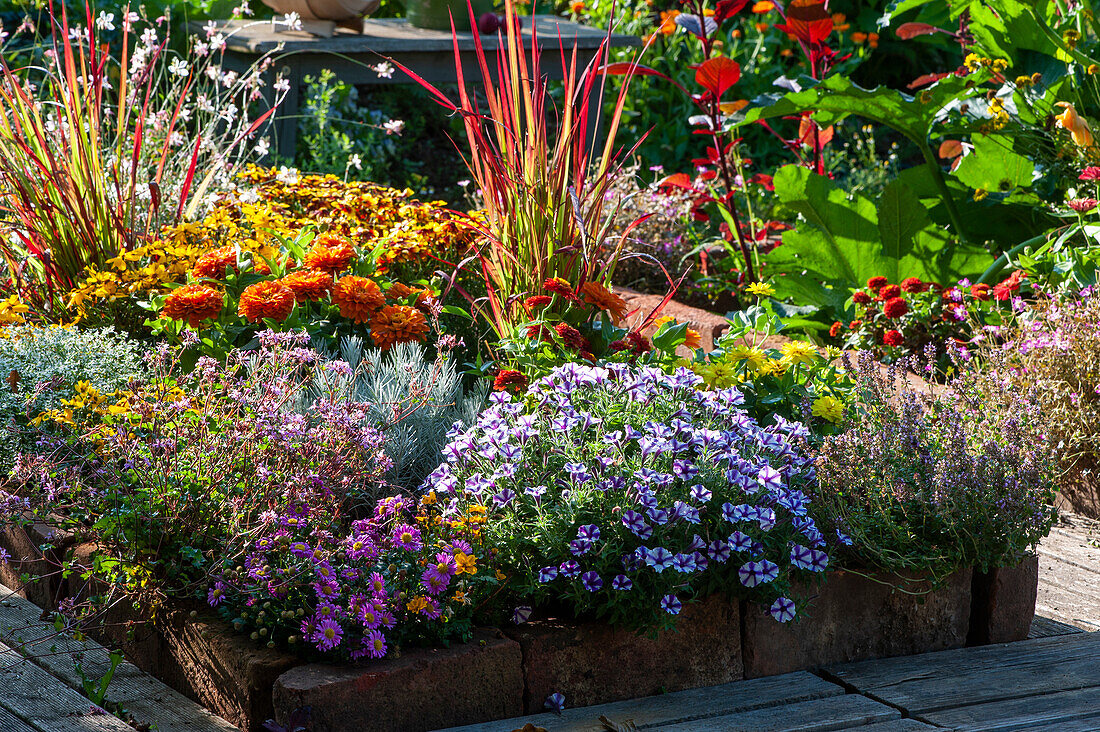 Late summer bed with brick border: Petunia Mini Vista 'Violet Star', Swan River daisy, Thyme, Zinnias, Japanese blood Grass 'Red Baron', white gaura, and Curry plant