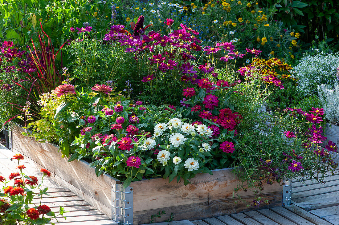 Sommerblumenbeet mit Zinnien, Schmuckkörbchen, Goldoregano, Salbei und Rotgras