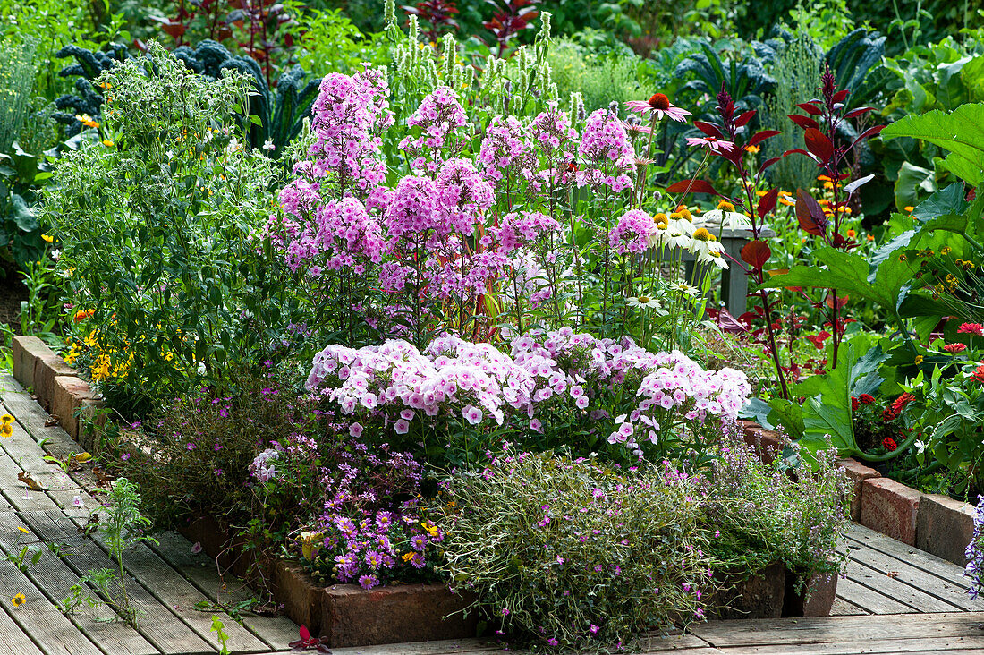 Tall perennial phlox 'Landhochzeit' 'Kirmesländler', echinacea and cranesbill 'Orkney Cherry', Swan River daisy, coneflower and thyme in bed with brick edging.