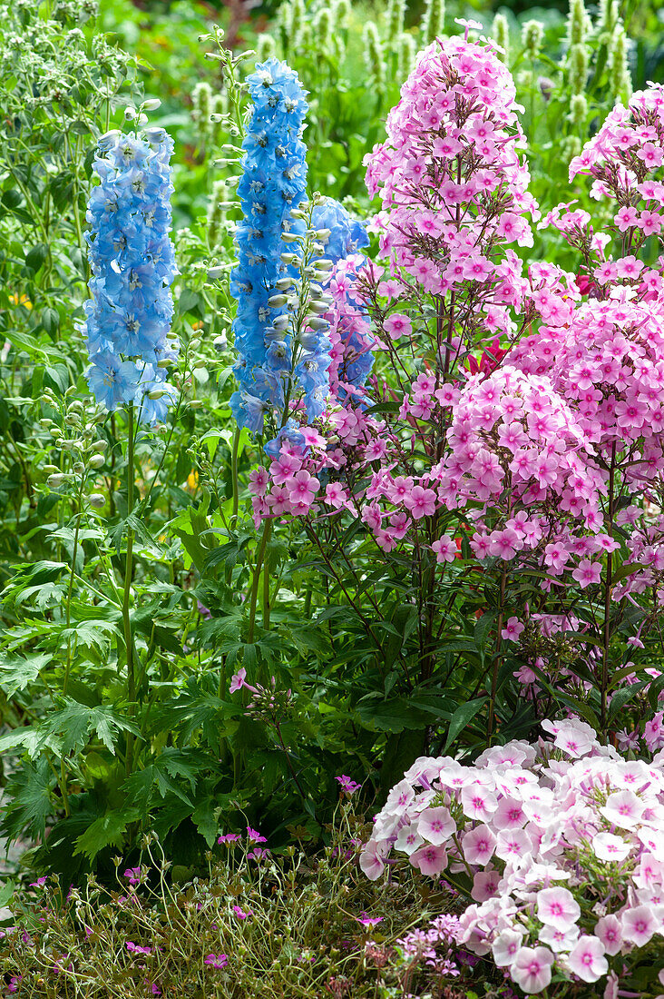 Tall garden phlox 'Landhochzeit' 'Kirmesländler', Delphinium Magic Fountain 'Sky Blue' and cranesbill 'Orkney Cherry'