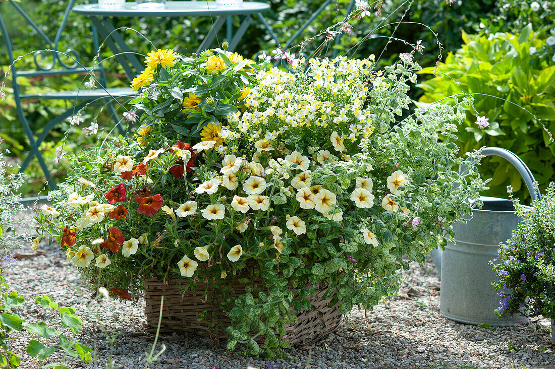 Basket with petunias 'French Vanilla' and 'Cinnamon', mint 'Calixte', Nemesia, and zinnia