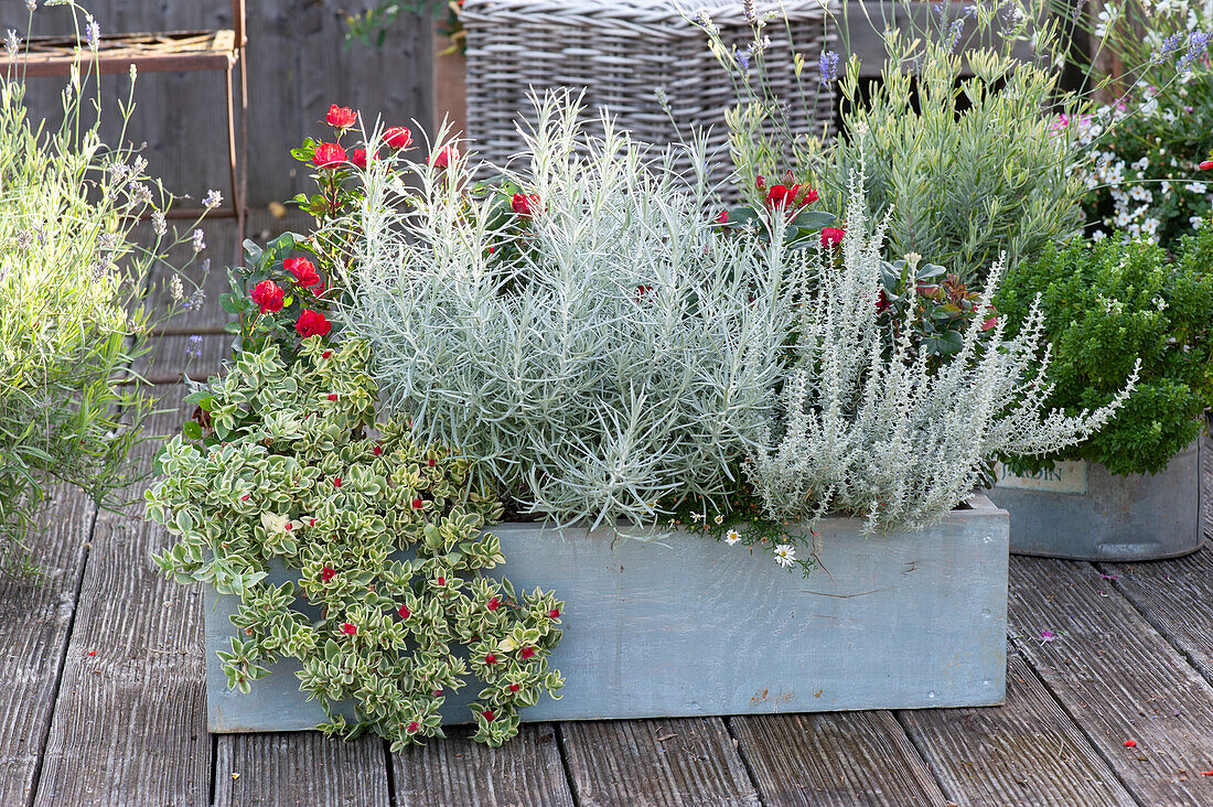 Holzkasten mit Currykraut, Zwerg-Currykraut 'Nanum', herzblättrige Mittagsblume 'Variegata' und Topfrosen, Lavendel 'Platinum Blonde' dahinter