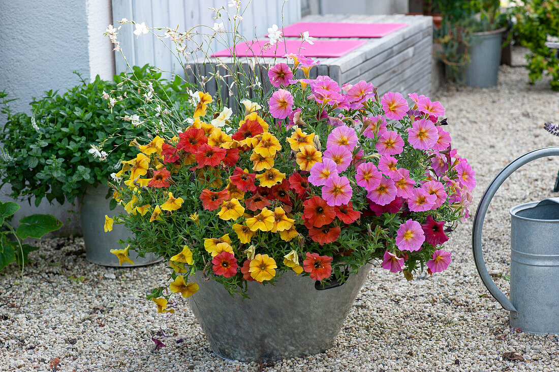 Zinc Bowl with Petunias Beautical 'Sunray Pink' 'Cinnamon' and 'Caramel'