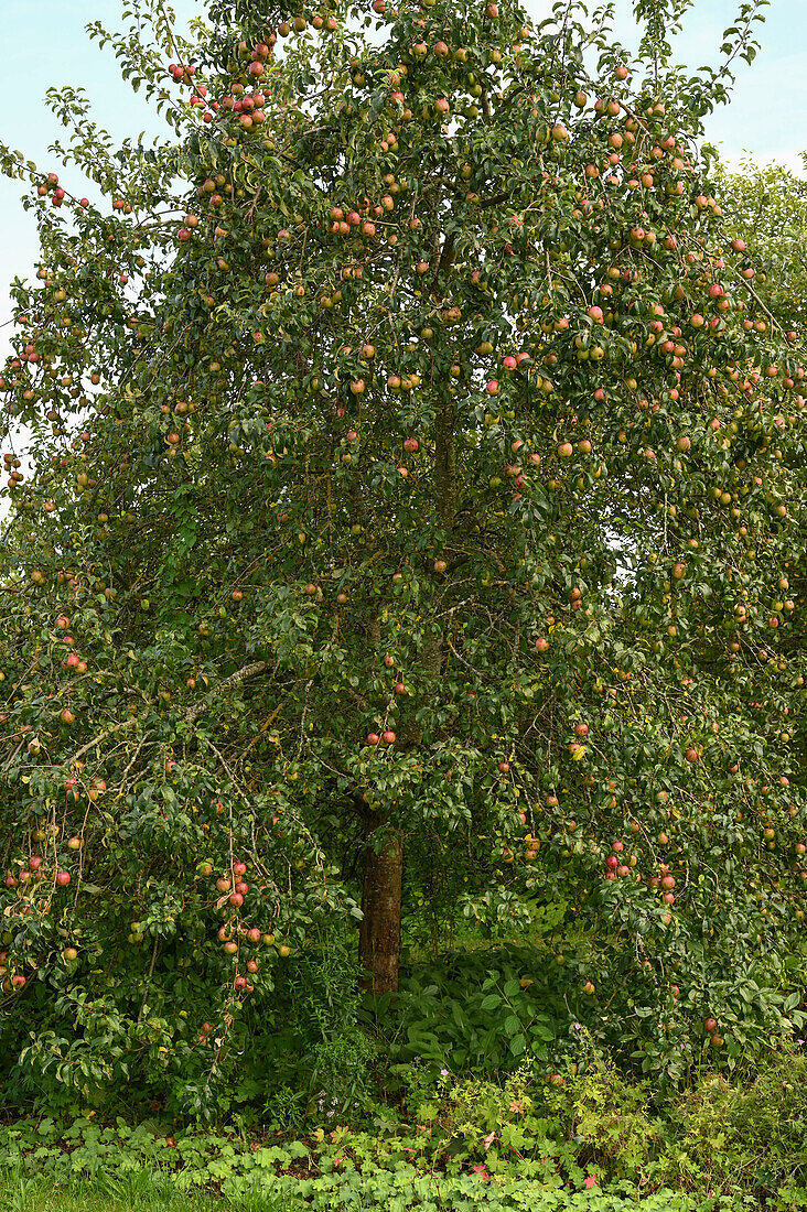 Apple tree full of fruit: Autumn apple 'Schöner von Wiltshire' syn. 'White Wax Renette'
