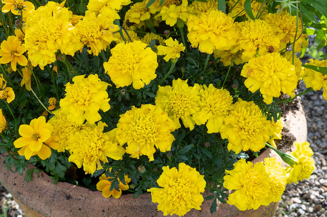 marigold flowers in a pot
